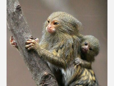 The World's Smallest Monkey- The Amazing Life of Pygmy Marmosets